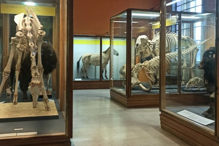 museocivicostorianaturale28-min